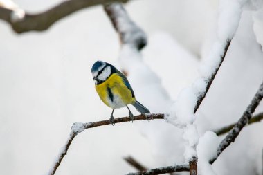 Titmouse kışın Münih şehir parkında karlı dallarda