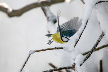 Titmouse kışın Münih şehir parkında karlı dallarda