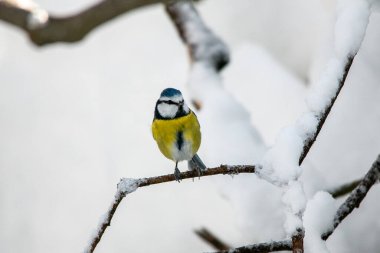 Titmouse kışın Münih şehir parkında karlı dallarda
