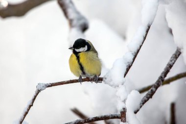 Titmouse kışın Münih şehir parkında karlı dallarda