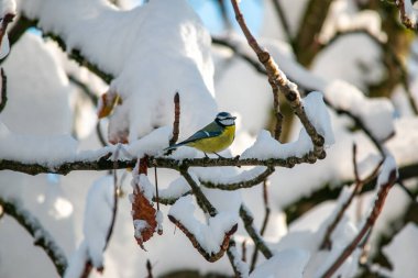 Titmouse kışın Münih şehir parkında karlı dallarda