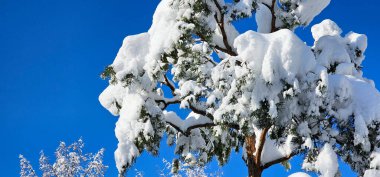 Şehir parkında kış, karla kaplı ağaçlar. Kar ve kar yığınları
