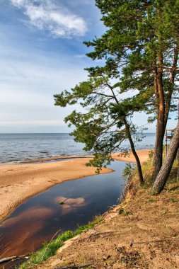 Letonya Saulkrasti körfezi riga. Deniz, kum ve çam ağaçları gökyüzü ve bulutlar