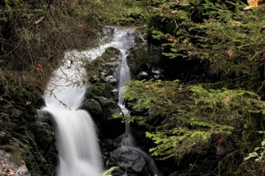 Small waterfall in a dark forest in autumn with green and yellow leaves. Flowing cold water and stones with moss.