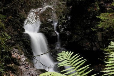 Small waterfall in a dark forest in autumn with green and yellow leaves. Flowing cold water and stones with moss.