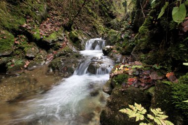 Small waterfall in a dark forest in autumn with green and yellow leaves. Flowing cold water and stones with moss.