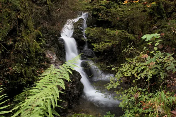 Small waterfall in a dark forest in autumn with green and yellow leaves. Flowing cold water and stones with moss.