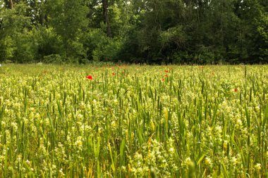 Yazın olgunlaşan buğday tarlası. Ortadaki kırmızı gelincik çiçekleri.