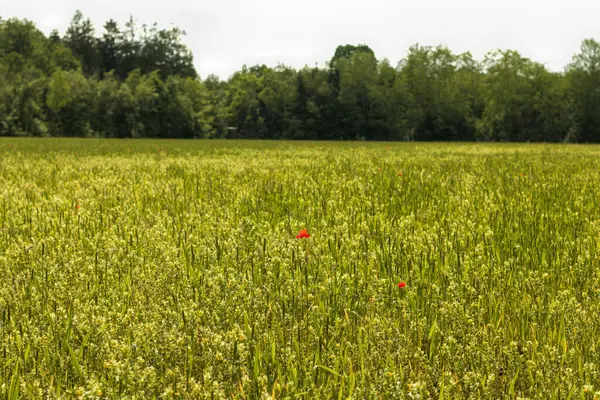 Yazın olgunlaşan buğdaylı tarla. Ortadaki kırmızı haşhaş çiçeği