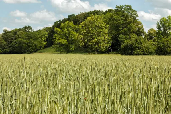 Yazın olgunlaşan buğdaylı tarla. Arkadaki orman