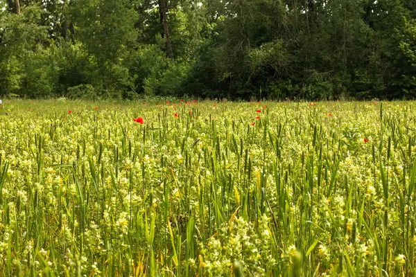 Yazın olgunlaşan buğday tarlası. Ortadaki kırmızı gelincik çiçekleri.