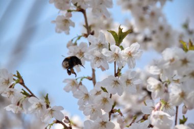 Bir yaban arısı, baharda Münih 'te küçük bir parkta beyaz kiraz çiçeklerini tozlaştırır.