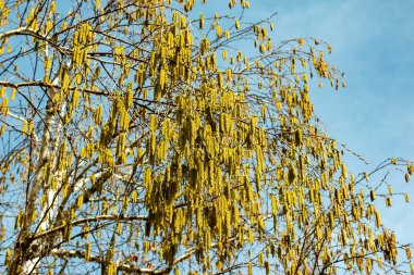 İlkbaharda, şehrin bahçelerinden birinde, mavi gökyüzüne karşı huş ağacı tomurcuklanır.