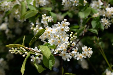 Viburnum baharda şehirde açar, viburnum çalıları. ön plana odaklan