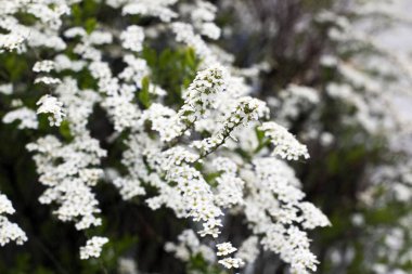 İlkbaharda Münih 'te çiçek açan çalılar