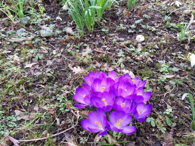 İlkbaharda küçük bir parkta kır çiçekleri. Düşmüş sarı yaprakların ve toprağın üzerinde güzel mor bir çiçek başı.
