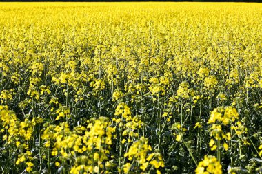 Mayısta çiçek açan kolza tohumu çiçekleri ve kolza tohumu tarlası