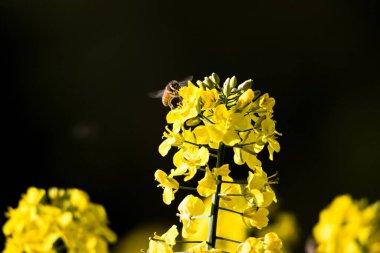 Mayısta çiçek açan kolza tohumu Flofers ve kolza tohumu tarlası. Bir Arı İş Başında.
