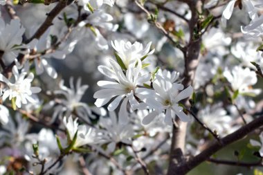 İlkbaharda parkta çalıların güzel çiçekleri.