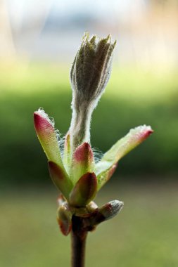Bahar ormanı. Genç kestane ağacı büyüyor