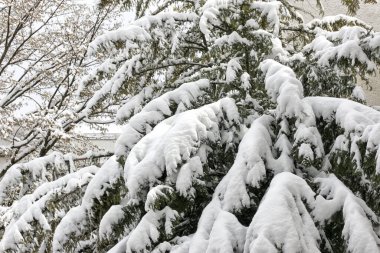 Şehrin bahçesinde karla kaplı bahar çiçekleri ve ağaçlar var.