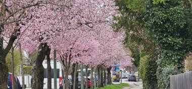 Münih 'in bir ilçesinde İlkbaharda