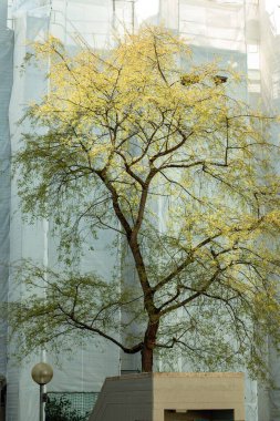 Münih 'in bir ilçesinde bahar iç avlusu