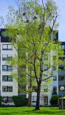 Bahar Çiçeği Birch Nisan 'da Münih avlusunda