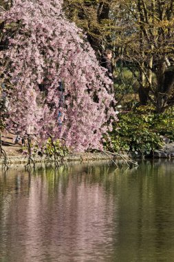 Parkta bahar kırmızısı kiraz çiçekleri açar. Güneşli bir günde güzel kiraz çiçekleri