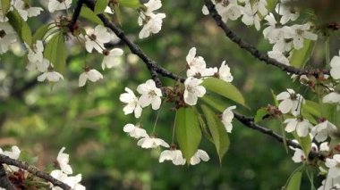 Bahar, parkta beyaz kiraz çiçekleri açar. Açık, güneşli bir gün
