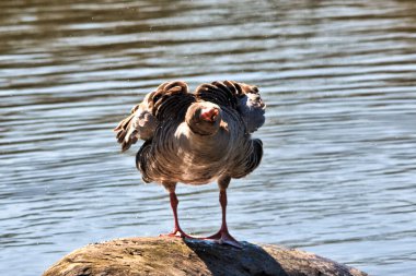 Parlak bir bahar gününde bir kaz şehir parkında bir kayanın üzerinde duruyor. Arka planda bir su yüzeyi var..