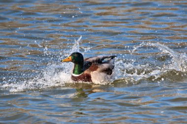 Parktaki suda bir ördek Parktaki parlak bir bahar gününde.