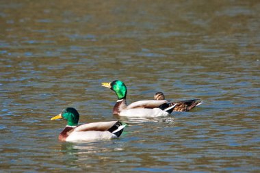 Parktaki suda iki ördek Parktaki parlak bir bahar gününde.