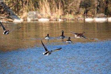 Sıcak bir bahar gününde, bir ördek şehir parkında suyun üzerinde alçaktan uçar.