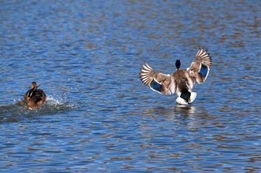 Bir ördek sıcak bir bahar gününde şehir parkında suya düşer.