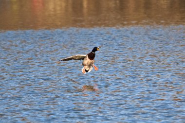 Bir ördek sıcak bir bahar gününde şehir parkında suya düşer.
