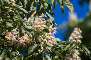 Mayısta parkta kestane çiçeği. Kestanenin beyaz ve pembe çiçekleri güneşli bir günde filizlenir. Ön plana odaklan.