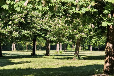 Mayıs ayının güneşli bir gününde parkta çiçek açan kestane ağaçları.