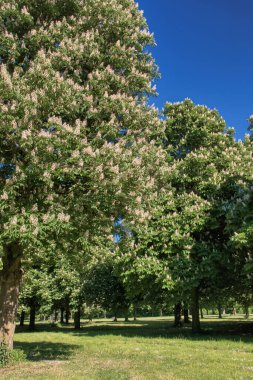 Mayıs ayının güneşli bir gününde parkta çiçek açan kestane ağaçları.