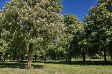 Mayıs ayının güneşli bir gününde parkta çiçek açan kestane ağaçları.