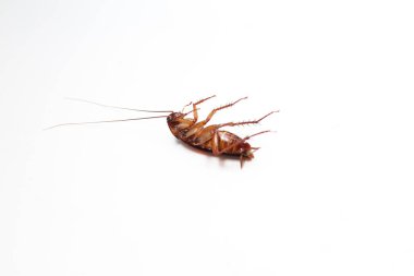 Ramazan Kareem kavramı. Beyaz arka planda izole edilmiş, tatlı tarihlerle dolu bir tabağı paylaşan Müslüman bir kadının yakın çekimi. Cömertlik ve Ramazan geleneklerinin sembolü.