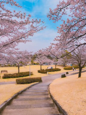 Bahar parkında kiraz ağaçları çiçek açar, Tokyo, Japonya 