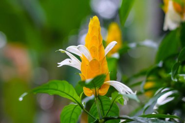 Sarı lolipop çiçekleri, süs bitkilerinin ishal ve solucanları tedavi etmek için birçok faydası vardır..