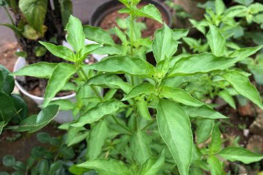 Bahçede taze yeşil saksı bitkisi