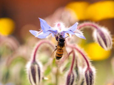 A honeybee actively gathers nectar from a delicate blue flower in a vibrant garden filled with blooming plants. The bright sunlight enhances the scenes beauty. clipart