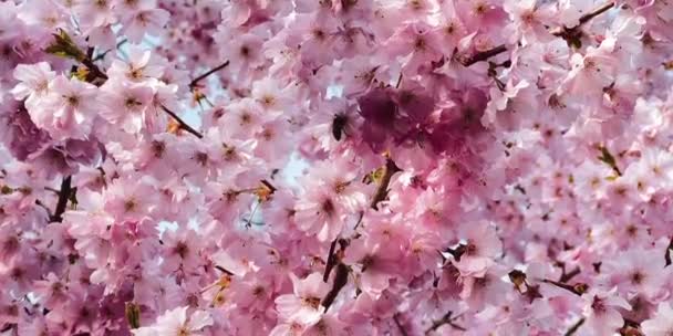 桜の花にハチが飛んでいる 高品質のフルHd映像 — ストック動画