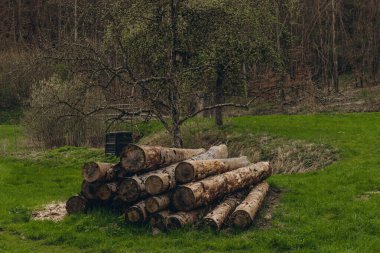 Orman çamı ve çam ağaçları. Ağaç gövdeleri yığılıyor, kereste sanayisi. Yüksek kalite fotoğraf