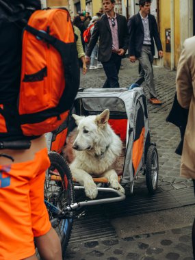  Roma, İtalya. 2 Nisan 2023. Bebek arabasındaki köpek, evcil hayvan gezileri. Yüksek kalite fotoğraf