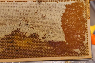 Balla kaplanmış güzel bal petekleri. Arıcılık, sağlıklı yiyecekler. Yüksek kalite fotoğraf