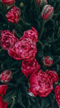 Lale tomurcuklarını kapat. Hollands lalesi bahçede çiçek açar. Duvar kağıdı afişi. Yüksek kalite fotoğraf